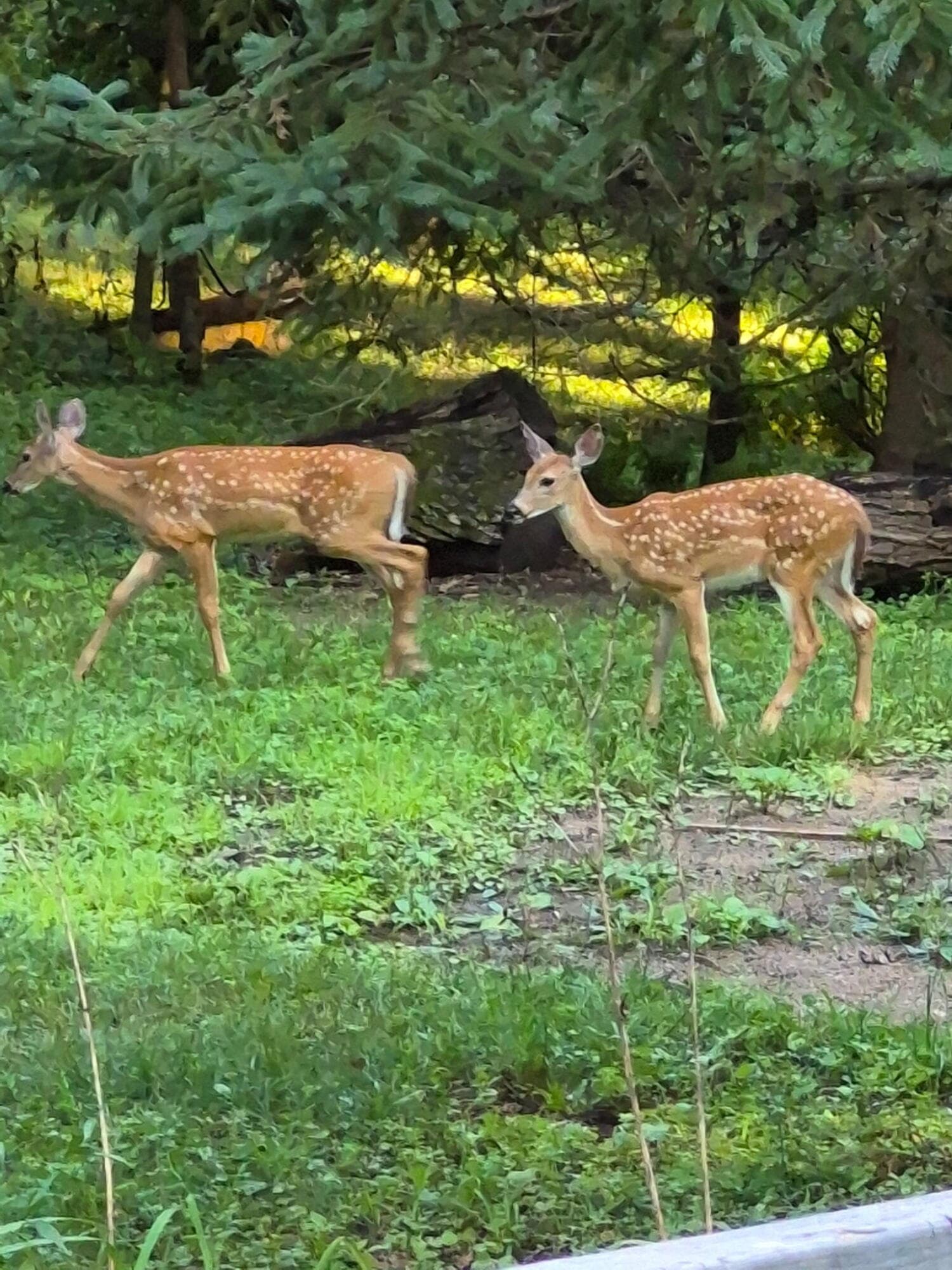 Photo 40