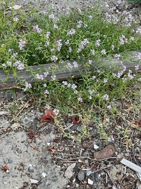 Photo 39