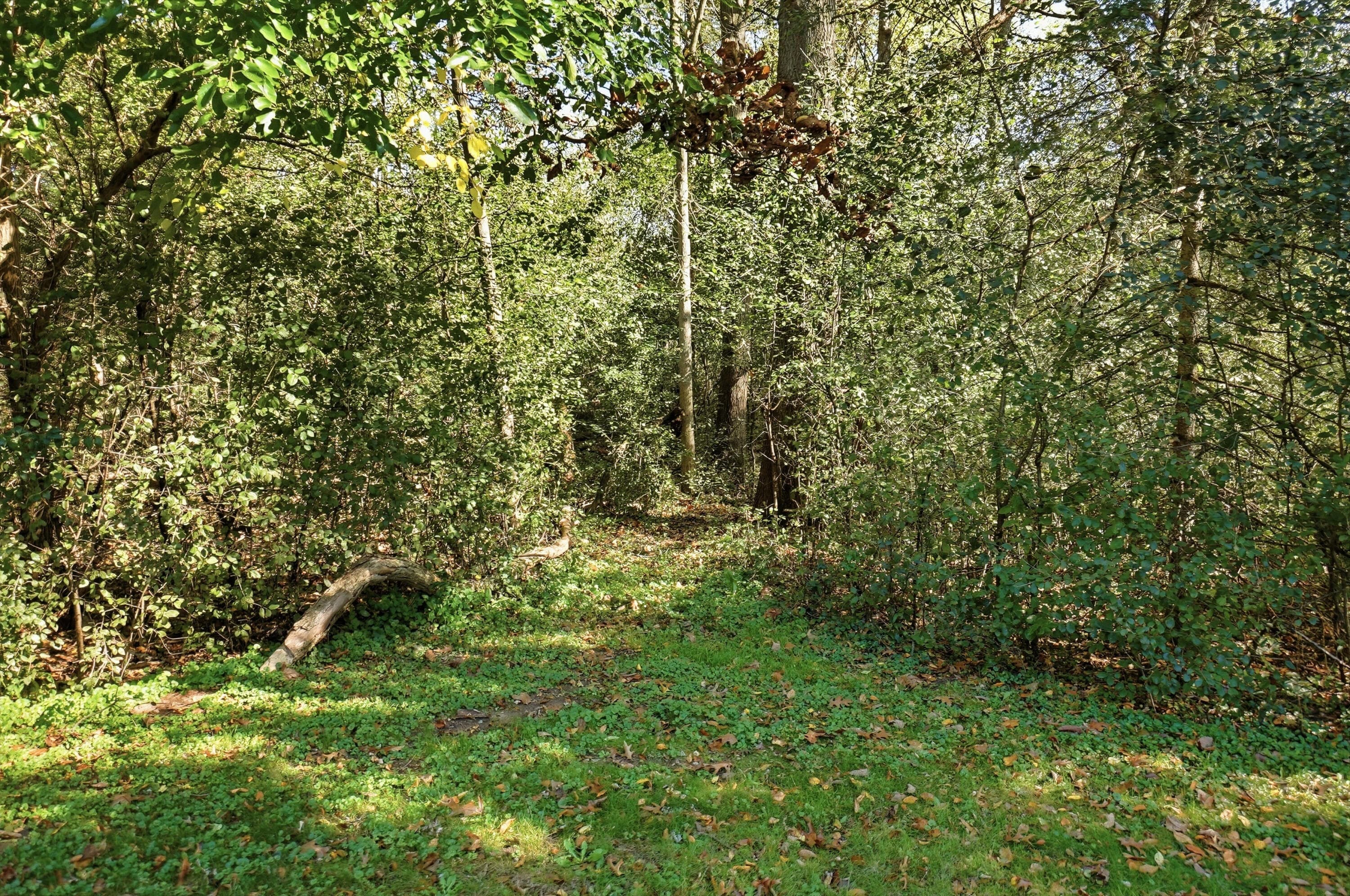 Photo 29